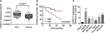 LncRNA CASC11 Promotes Hepatocellular Carcinoma Progression via Upregulation of UBE2T in a m6A-Dependent Manner